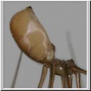 Pholcus phalangioides - Grosse Zitterspinne 04 9mm.jpg